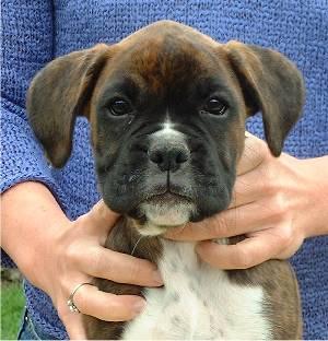 Puppy with flying ears