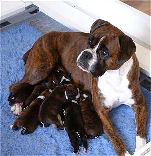 Florence and her 4 day old puppies