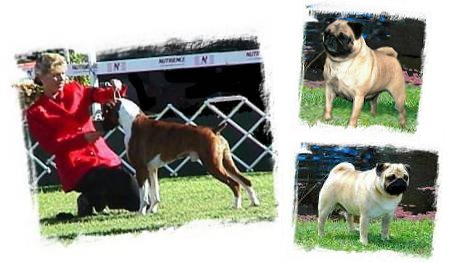 Henry BOB Melbourne Royal, Billie and Jack