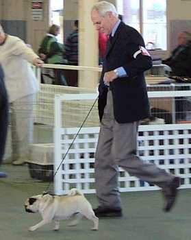Dad showing a pug June 2004