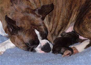 Fergie with her baby after his birth